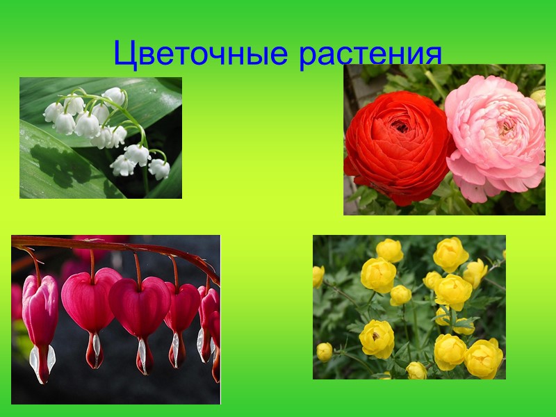 Цветочные растения